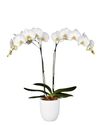 enphalaenopsis-pot-york-white-101347-2