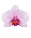 phalaenopsis-potplanten-washington-lila-101357-0