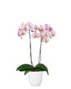 phalaenopsis-potplanten-manhattan-roze-101372-1