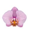 phalaenopsis-para-maceta-manhattan-rosa-101372-0