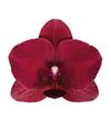 phalaenopsis-potplanten-montreux-rood-101483-1