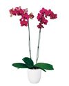 phalaenopsis-pot-montreux-red-101483-2