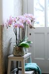 phalaenopsis-pot-salinas-lilac-101653-0