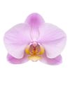 phalaenopsis-pot-salinas-lilac-101653-1