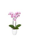 phalaenopsis-potplanten-rotterdam-roze-101674-1