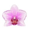 phalaenopsis-para-maceta-rotterdam-rosa-101674-0