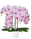 phalaenopsis-pot-cleveland-pink-101749-1