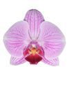 phalaenopsis-para-maceta-cleveland-rosa-101749-0