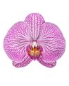 phalaenopsis-potplanten-budapest-roze-101948-0