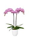 phalaenopsis-potplanten-budapest-roze-101948-1
