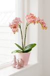 phalaenopsis-pot-ravello-orange-102043-0