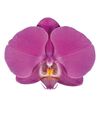 phalaenopsis-pot-buffalo-purple-102067-1