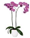 phalaenopsis-pot-buffalo-purple-102067-2