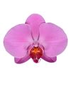 phalaenopsis-pot-memphis-pink-102105-0