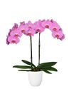 phalaenopsis-para-maceta-memphis-rosa-102105-1