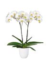 phalaenopsis-potplanten-london-wit-102315-1