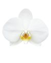 phalaenopsis-pot-london-white-102315-0