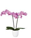 phalaenopsis-pot-san-francisco-pink-102324-1