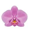 phalaenopsis-para-maceta-san-francisco-rosa-102324-0