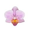 phalaenopsis-pot-santos-lilac-102630-2