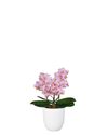 phalaenopsis-para-maceta-santos-lila-102630-5