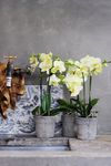 phalaenopsis-potplanten-cali-groen-102650-0