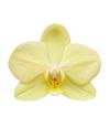 phalaenopsis-pot-cali-green-102650-1