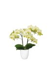 phalaenopsis-pot-cali-green-102650-2