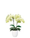 phalaenopsis-para-maceta-cali-verde-102650-3