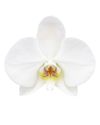 phalaenopsis-potplanten-leeds-wit-102672-1
