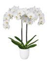 phalaenopsis-potplanten-leeds-wit-102672-2