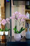 phalaenopsis-para-maceta-padova-cobre-102724-0
