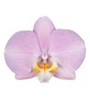 phalaenopsis-para-maceta-padova-cobre-102724-1