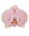 phalaenopsis-potplanten-rome-koper-102874-0