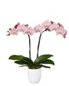 phalaenopsis-para-maceta-rome-cobre-102874-1