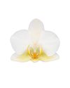 phalaenopsis-potplanten-lausanne-wit-102981-0