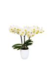 phalaenopsis-potplanten-lausanne-wit-102981-1