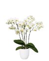 phalaenopsis-potplanten-lausanne-wit-102981-2