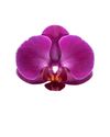 phalaenopsis-potplanten-morelia-paars-103118-2