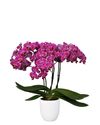 phalaenopsis-potplanten-morelia-paars-103118-4