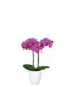 phalaenopsis-pot-basel-purple-103229-1