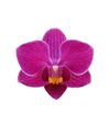 phalaenopsis-para-maceta-basel-violeta-103229-0
