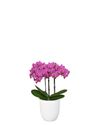 phalaenopsis-para-maceta-basel-violeta-103229-2