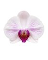 phalaenopsis-pot-denver-lilac-103268-2