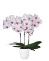 phalaenopsis-pot-denver-lilac-103268-3