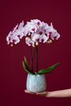 phalaenopsis-para-maceta-denver-lila-103268-1