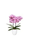 phalaenopsis-pot-santiago-pink-103291-2