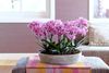 phalaenopsis-para-maceta-santiago-rosa-103291-0