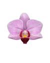 phalaenopsis-para-maceta-santiago-rosa-103291-1