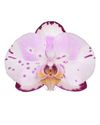 phalaenopsis-pot-kunming-pink-103497-0